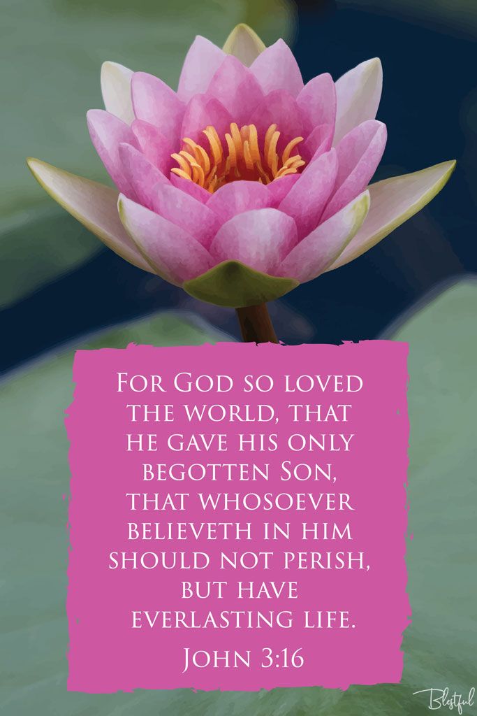 For God So Loved the World That He Gave His Only Begotten Son (John 3:16) - For God so loved the world, that he gave his only begotten Son, that whosoever believeth in him should not perish, but have everlasting life. (John 3:16) 

Artwork design features pink water lily accompanied by bible verse on pink.