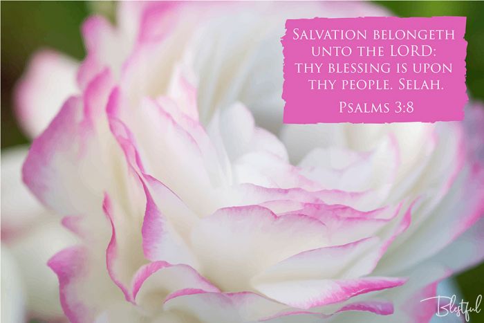 Salvation Belongeth Unto The Lord Thy Blessing Is Upon Thy People (Psalm 3:8) - Salvation belongeth unto the LORD: thy blessing is upon thy people. Selah. (Psalms 3:8) 

Artwork design features a artistic design of a white and pink rose accompanied by bible verse on pink.