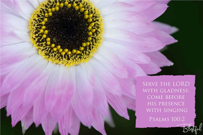 Serve The Lord With Gladness Come Before His Presence With Singing (Psalm 100:2) - Serve the Lord with gladness: come before his presence with singing. (Psalms 100:2) 

Artwork design features a beautiful design of a pink daisy accompanied by bible verse on pink.